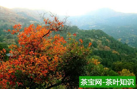 好茶不乏味，好景不单调