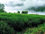 六安片茶种植所需要的自然地理条件是怎样的！